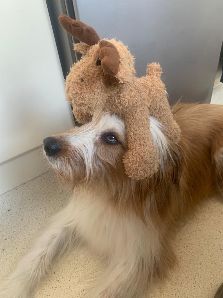 Wäller von der Straubenhalde